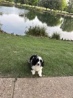 Merle , a male Cavapoo for sale in Houston, TX – Photo 8 of 10