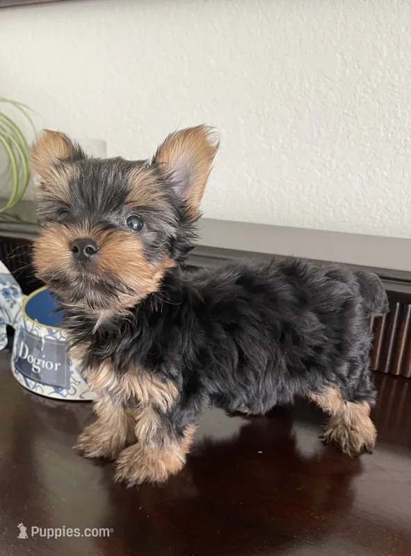 AKC Marcelo  – Yorkshire Terrier puppy for sale in Houston, TX