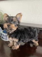 AKC Marcelo , a male Yorkshire Terrier for sale in Houston, TX – 1 of 10