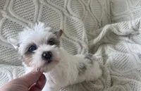 Diamond , a female Yorkshire Terrier for sale in Houston, TX – 2 of 10