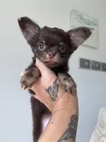 AKC Pecan , a male Chihuahua for sale in Houston, TX – 4 of 10