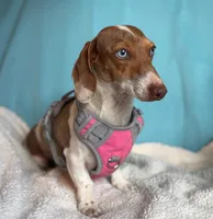 AKC Cinnamon , a female Miniature Dachshund for sale in Houston, TX – 10 of 10