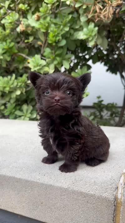 Tcup Chocolate Twix , a male Yorkshire Terrier for sale in Houston, TX – 8 of 8