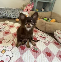 AKC Chocolate , a male Chihuahua for sale in Houston, TX – 2 of 10