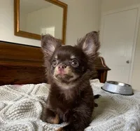 AKC Manolo, a male Chihuahua for sale in Houston, TX – 1 of 8