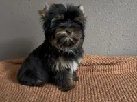AKC Dollface Duke, a male Yorkshire Terrier for sale in Houston, TX – 5 of 6