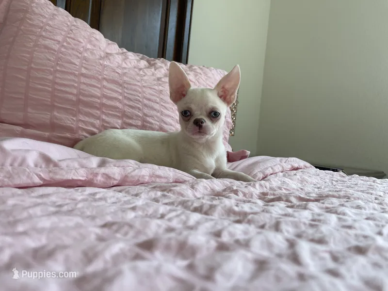 Blu  – Chihuahua puppy for sale in Houston, TX