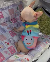 Full AKC Micro Apple head, a female Chihuahua for sale in Houston, TX – 7 of 10