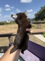 AKC Bliss, a male Chihuahua for sale in Houston, TX – 10 of 10
