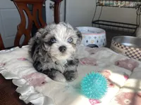 Churro , a male Chihuahua and Poodle - Toy  for sale in Houston, TX – 6 of 10
