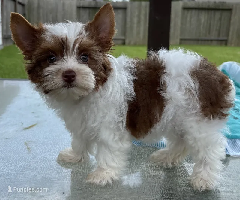 AKC  – Yorkshire Terrier puppy for sale in Houston, TX