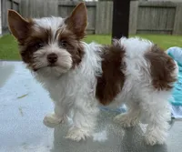 AKC , a male Yorkshire Terrier for sale in Houston, TX – 1 of 9