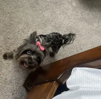 Merle , a female Yorkshire Terrier for sale in Houston, TX – 3 of 10