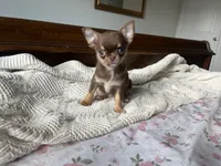 AKC Benedict , a male Chihuahua for sale in Houston, TX – 7 of 10