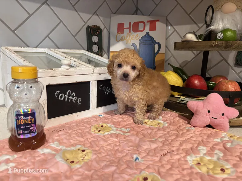 Hanna  – Poodle - Toy  puppy for sale in Houston, TX