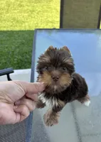 AKC Chocolate , a male Yorkshire Terrier for sale in Houston, TX – 2 of 9