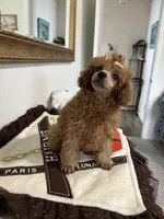 Sebastian , a male Poodle - Toy  for sale in Houston, TX – 2 of 9