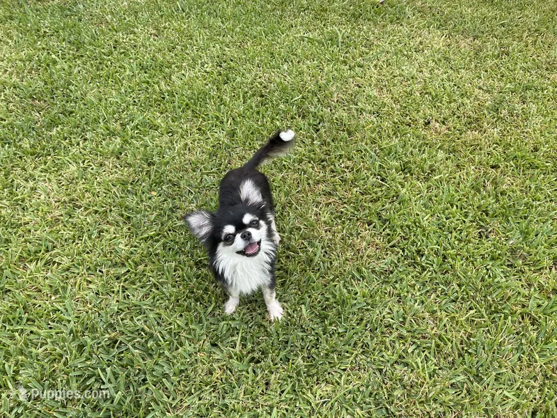 Lucky  – Chihuahua puppy for sale in Houston, TX
