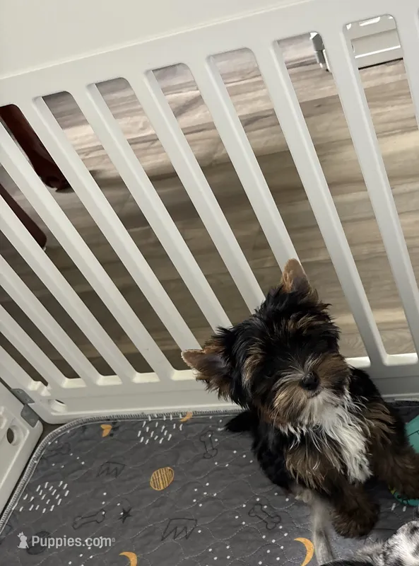 AKC Boston , a male Yorkshire Terrier for sale in Houston, TX – 1 of 10