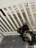 AKC Boston , a male Yorkshire Terrier for sale in Houston, TX – 1 of 10