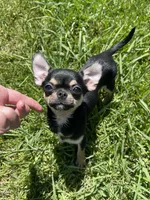 Apple head Melany , a female Chihuahua for sale in Houston, TX – 2 of 10