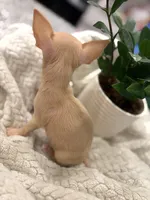 AKC Micro Pocket Pup , a female Chihuahua for sale in Houston, TX – 3 of 10