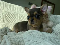 AKC Merle , a male Chihuahua for sale in Houston, TX – 9 of 10