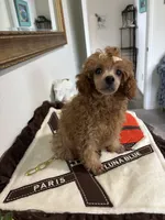 Sebastian , a male Poodle - Toy  for sale in Houston, TX – 7 of 9