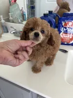 Sebastian , a male Poodle - Toy  for sale in Houston, TX – 8 of 9