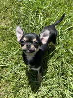 Apple head Melany , a female Chihuahua for sale in Houston, TX – 7 of 10