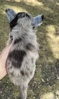 AKC DREAM , a male Chihuahua for sale in Houston, TX – 6 of 8