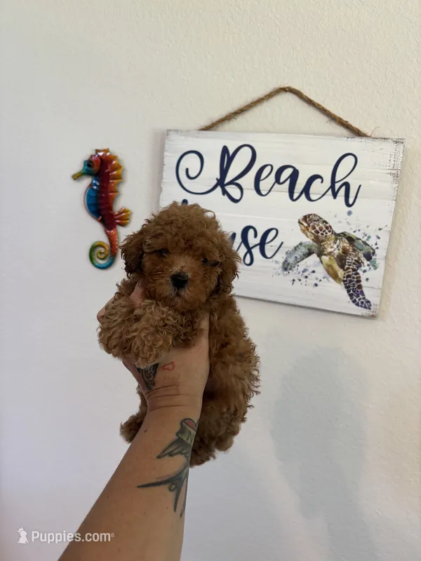 Red – Poodle - Toy  puppy for sale in Houston, TX