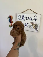 Red, a male Poodle - Toy  for sale in Houston, TX – 1 of 10