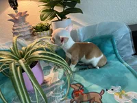 XS Olivia , a female Chihuahua for sale in Houston, TX – 3 of 10