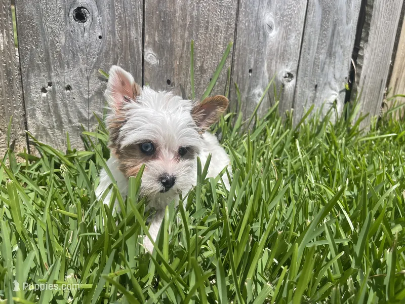 Diamond – Yorkshire Terrier puppy for sale in Houston, TX