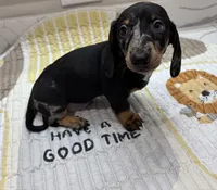 CKC Dapple, a male Miniature Dachshund for sale in Houston, TX – Photo 5 of 7