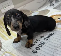 CKC Dapple, a male Miniature Dachshund for sale in Houston, TX – Photo 3 of 7