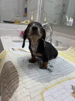 CKC Dapple, a male Miniature Dachshund for sale in Houston, TX – Photo 4 of 7