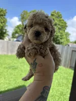 Spencer, a male Poodle - Toy  for sale in Houston, TX – 2 of 10