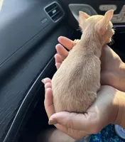 AKC Micro Tcup Apple, a female Chihuahua for sale in Houston, TX – 10 of 10