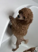 Sebastian , a male Poodle - Toy  for sale in Houston, TX – 6 of 9