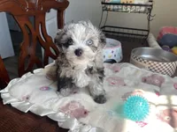 Churro , a male Chihuahua and Poodle - Toy  for sale in Houston, TX – 2 of 10