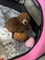 Sebastian , a male Poodle - Toy  for sale in Houston, TX – 3 of 9