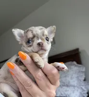 AKC Apple Head , a female Chihuahua for sale in Houston, TX – 10 of 10