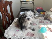 Churro , a male Chihuahua and Poodle - Toy  for sale in Houston, TX – 10 of 10