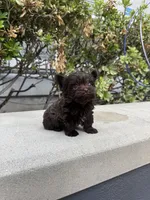 Tcup Chocolate Twix, a male Yorkshire Terrier for sale in Houston, TX – 4 of 6
