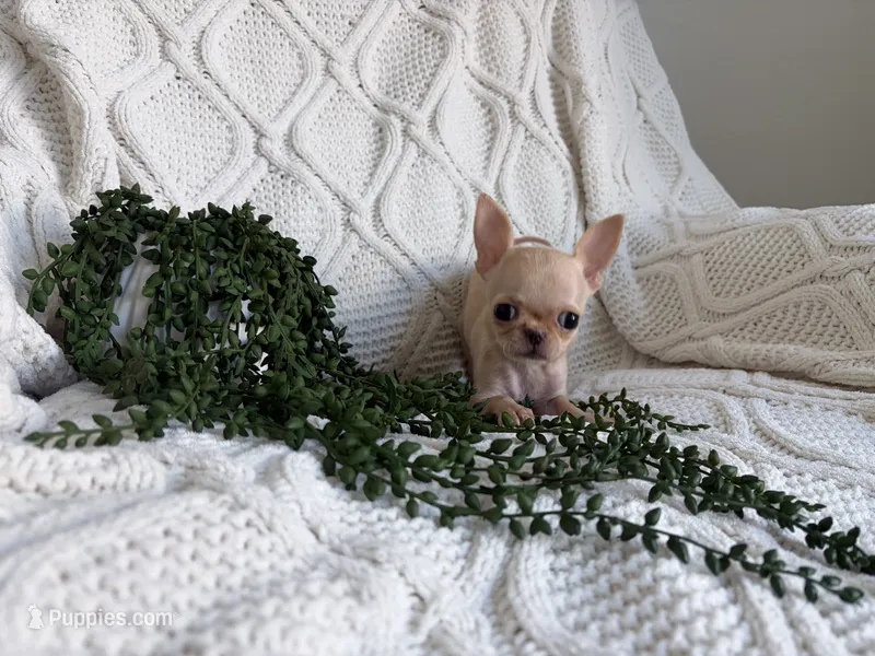 Full AKC Micro Apple head – Chihuahua puppy for sale in Houston, TX
