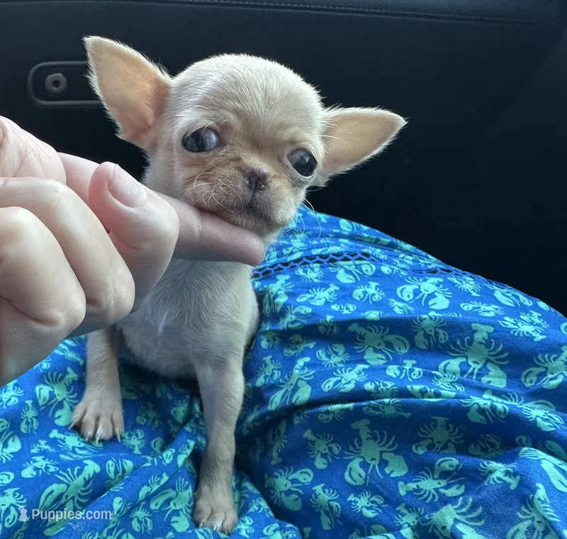 AKC Micro Tcup Apple – Chihuahua puppy for sale in Houston, TX