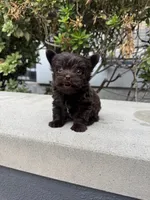 Tcup Chocolate Twix , a male Yorkshire Terrier for sale in Houston, TX – 6 of 8