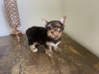 AKC Chocolate , a male Yorkshire Terrier for sale in Houston, TX – 4 of 7
